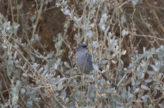 Xenospingus concolor