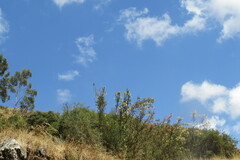 Patagona gigas