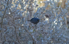 Xenospingus concolor