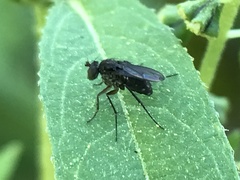 Dolichopodidae