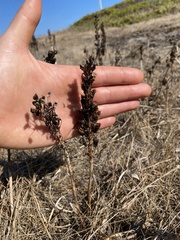 Toxicoscordion venenosum