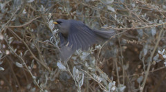 Xenospingus concolor