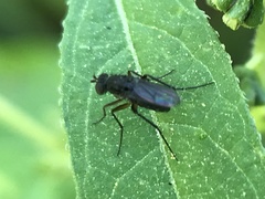 Dolichopodidae