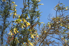 Cantua buxifolia