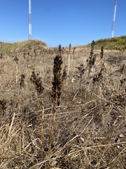 Toxicoscordion venenosum