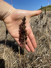 Toxicoscordion venenosum