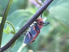 Tetraopes thermophilus