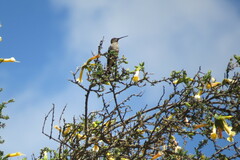 Patagona gigas