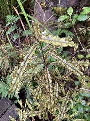 Quintinia serrata