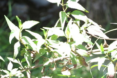 Ophryosporus