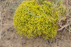 Gutierrezia sarothrae