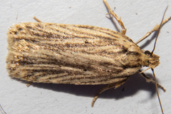 Agonopterix umbellana