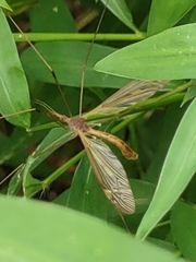 Tipula