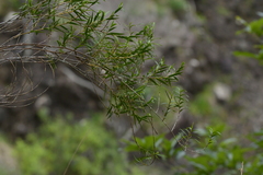 Dendrobium cunninghamii