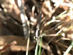 Argia sedula