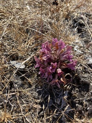 Aphyllon californicum