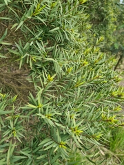 Melaleuca linariifolia