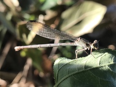 Argia sedula