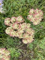 Oligogonum