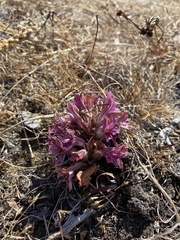 Aphyllon californicum