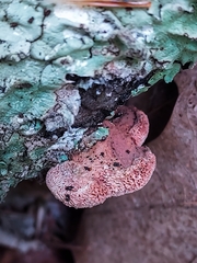 Leptoporus mollis