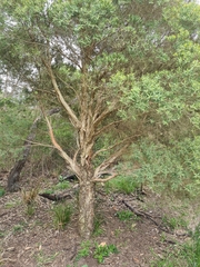 Melaleuca linariifolia