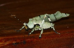 Lichenomorphus fuscifrons