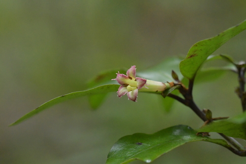 Image of Alseuosmia quercifolia by (c) Christopher Stephens, some rights reserved (CC BY-SA)