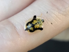 Deloyala guttata