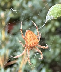 Araneus diadematus