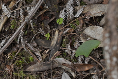 Acianthus sinclairii