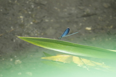 Matrona cyanoptera