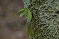 Drymoanthus adversus