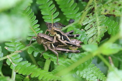 Xenocatantops brachycerus