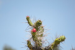 Austrocylindropuntia subulata