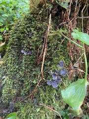 Peltigera