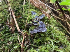 Peltigera