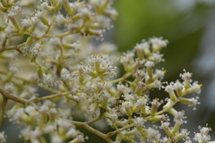 Brachyglottis repanda