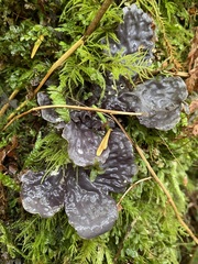 Peltigera