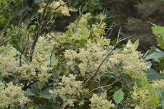 Brachyglottis repanda