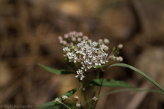 Asclepias texana