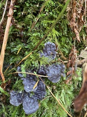 Peltigera