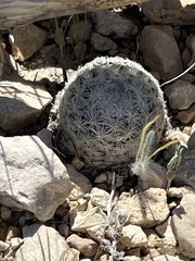 Mammillaria lasiacantha
