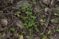 Acianthus sinclairii