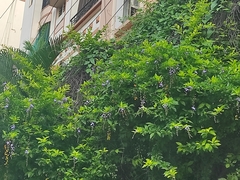 Duranta erecta