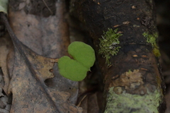 Corybas trilobus aggregate
