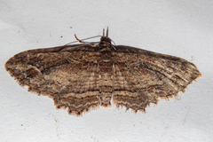 Chloroclystis filata