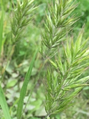 Bromus hordeaceus