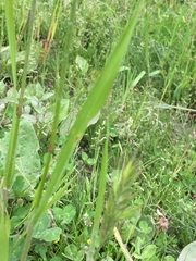 Bromus hordeaceus