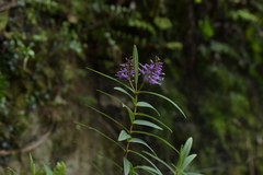 Veronica macrocarpa